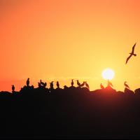 Galapagos_Suarez