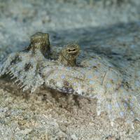 CZM_Feb_2022_Paradise_006