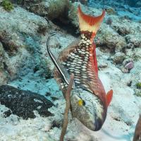 CZM_Feb_2022_San_Clemente_013