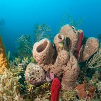 Cuba_Diving_2016_055