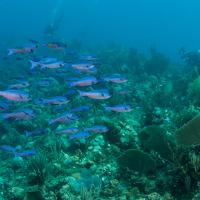 Cuba_Diving_2016_066