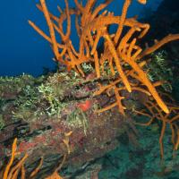 Cuba_Diving_2016_071