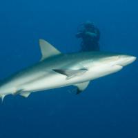 Cuba_Diving_2016_092