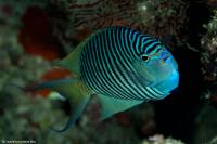 fiji_004