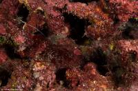 fiji_022