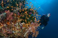 fiji_027