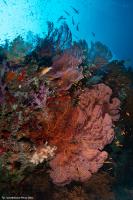 fiji_039