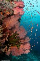 fiji_043