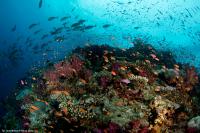 fiji_045