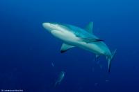 fiji_047
