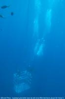 Guadalupe_Island_003