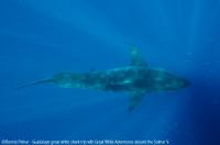 Guadalupe_Island_004