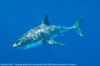 Guadalupe_Island_005