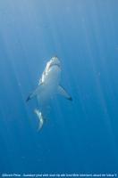 Guadalupe_Island_007