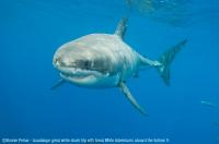 Guadalupe_Island_012