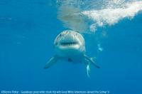 Guadalupe_Island_013