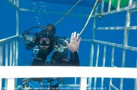 Guadalupe_Island_017