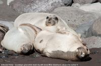 Guadalupe_Island_021
