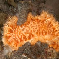 Komodo_2012_016