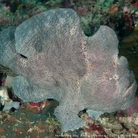 Komodo_2012_026