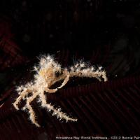 Komodo_2012_039