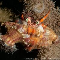 Komodo_2012_041