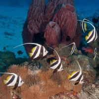 Komodo_2012_050