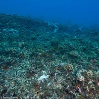 Komodo_2012_056