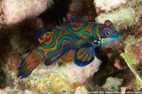 raja_ampat_021