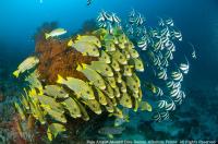 raja_ampat_048