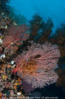 raja_ampat_070