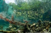 raja_ampat_083