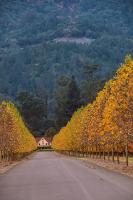 Napa_007