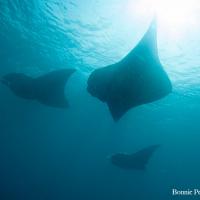 Palau_2014_016