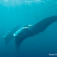 Palau_2014_018