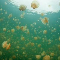 Palau_2014_027