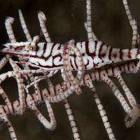 Anilao14_Bubbles_048