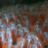 Anilao14_Coconuts_501