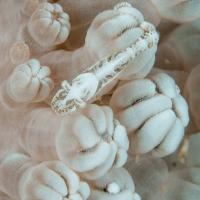 Anilao14_Dead_Point_134