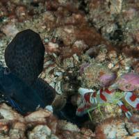 Anilao14_Red_Rock_044