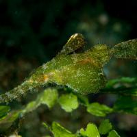 Anilao14_Red_Rock_104
