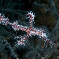 Anilao14_Red_Rock_121