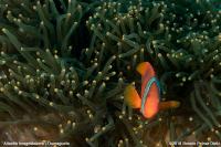 Dumaguete_IM_008