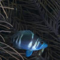 Roatan_Caribe_Point_124