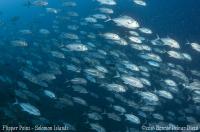 Solomons_2016_Flipper_Point_024